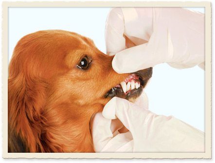 Dental Problems in Pets