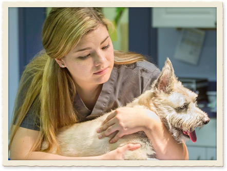 Pet Dermatology