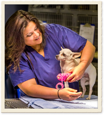 Veterinary Emergency Care