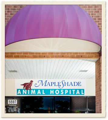 dale city veterinary